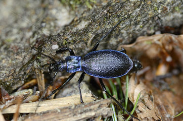 Ground beetle - Vosges France