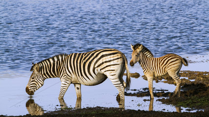 Burchell?s zebra (Equus burchellii) drinking and young  Kruger National park  South Africa