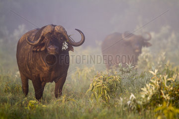 Cape buffalo in the morning mist - Hell's Gate Kenya