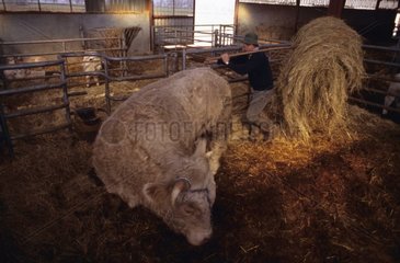 Breeder carrying a haystack and Bull in Stalling
