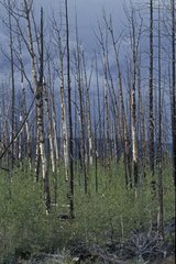 Régénération d'une forêt après un incendie Canada