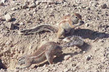 Maintenance of burrows by burrowing squirrels Cape Namibia