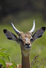 Portrait of Impala Kenya