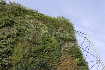 Vertikale Gartenprovence Frankreich June