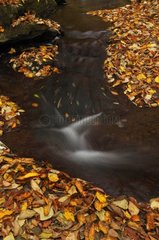 Autumn leaves in a river gorges of the Allier France