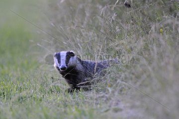 Badger emerging from the forest before going hunting