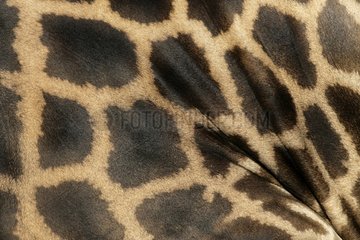 Skin of Giraffe in close-up