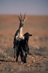 Copulation between a gazelle and a goat Morocco