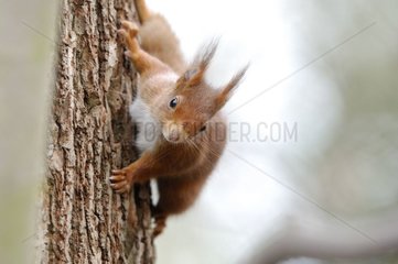 Eurasian Red Squirrel fixed on a tree Ile-de-France France