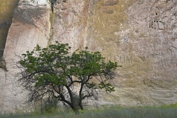 Tree at the foot of a cliff Cappadocia Turkey