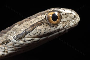 Snake in Bolivia