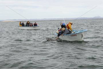 Touristenwale beobachten in Booten in der Nähe eines Wales