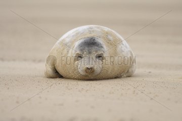 Grey seal pup on sandy beach England