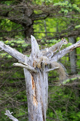 Eastern Grey squirrels on dead tree - Minnesota USA