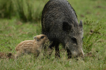 Wild boar (Sus scrofa) and young sucking  Ardenne  belgium