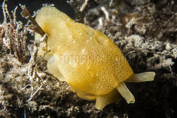 Yellow plumed sea slug (Berthella plumula) in the Etang de Thau  Balaruc  Herault  Occitania  France