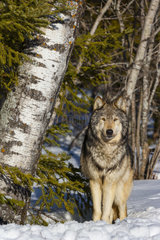 Gray wolf or grey wolf (Canis lupus)
