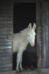 White Donkey at the entrance of his box