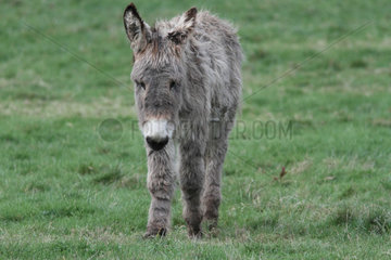 Donkey in a meadow - France