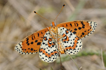 Spotted Fritillary - Northern Vosges France