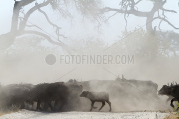 Cape Buffalo herd running in dust - Khwai river Botswana