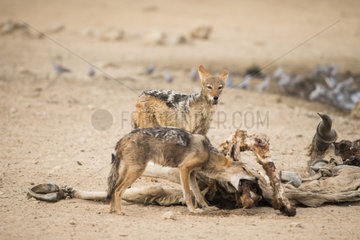Black-backed Jackals (Canis mesomelas) and Eland carcass  Kgalagadi transfrontier park  South Africa