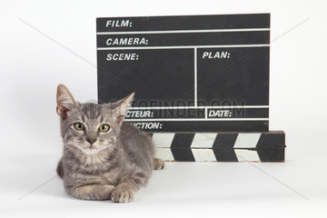 3 months old kitten lying in front of a movie clap on white background