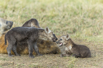Spotted Hyena female and youngs playing - Masai Mara Kenya