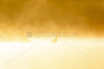 Grey Heron(Ardea cinerea) in the mist in the first sunlight  Ile du Rhin  Alsace  France