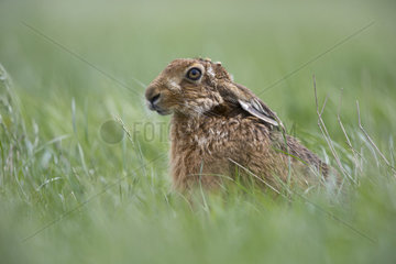 Brown Hare sitting in the tall grass at spring - GB
