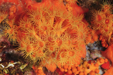 Yellow Encrusting Sea Anemone (Parazoanthus axinellae) on reef  Mediterranean Sea  French Riviera  France