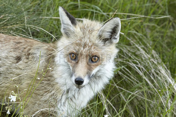 Portrait of Red Fox - Mercantour Alpes France
