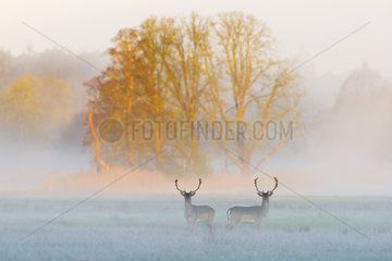 Fallow Deers (Dama dama) on misty morning  Spring  Hesse  Germany  Europe