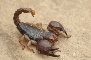 Largeclawed scorpion (Scorpio maurus)  North morocco