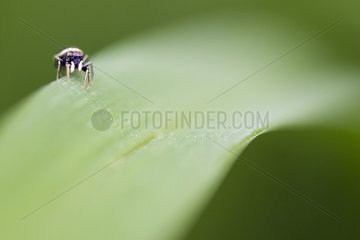 Jumping Spider on a leaf - Alsace France