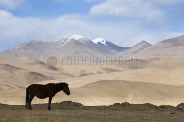 Horse in front of a mountain landscape  Korzok  Leh  Ladakh  Himalayas  India
