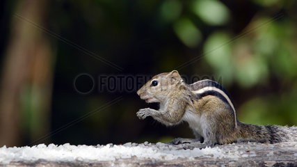 Indian palm squirrel eating on branch - Minneriya Sri Lanka