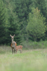 Red Deer (Cervus elpahus) hind and fawn  Ardenne  Belgium
