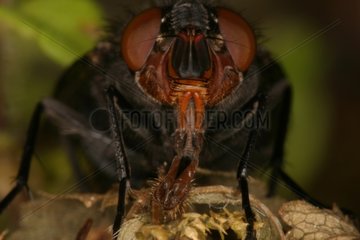 Face to face with a Fly feeding Sieuras Ariège