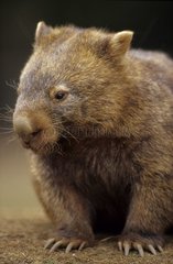 Portrait de Wombat commun Australie