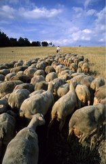 Shepherd führt seine Schafe zur Wiese Mejan