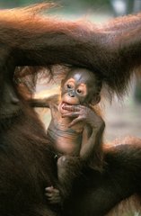 Jeune orang-outan âgé de 5 mois Kalimatan Indonésie