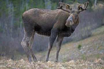 Orignal mâle aux aguets en milieu forestier ouvert Canada