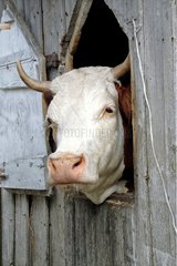 Montbeliarde Kuh ausgehender Kopf einer Scheunenalpen Frankreich