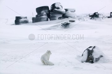 Arktischer Fuchs  der in der NÃ¤he einer Farm in Island wandert