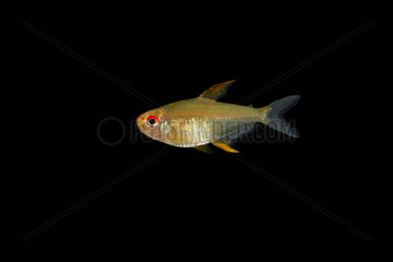 Lemon tetra (Hyphessobrycon pulchripinnis) on black background  native from south america  captive from France -