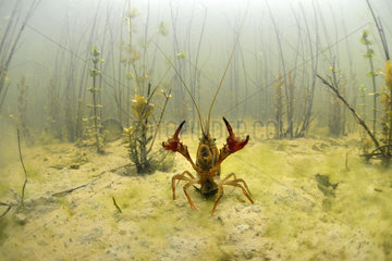 Red swamp crayfish (Procambarus clarkii) in a pond  Loir et Cher  Prairies du Fouzon  France