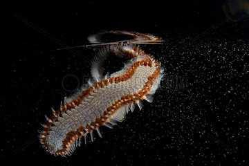 Bristle worm (Chloeia fusca)  Polychaeta  Fiji