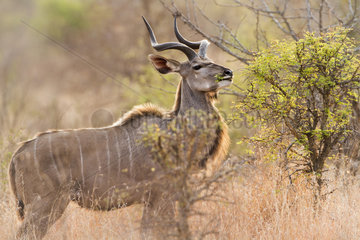 Greater kudu (Tragelaphus strepsiceros) eating foliage  Kruger National park  South Africa
