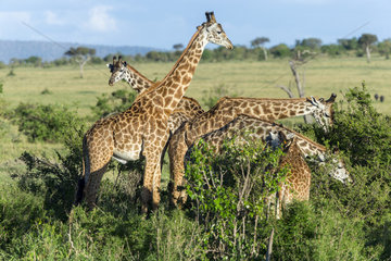 Masai giraffes eating in savanna - Masai Mara Kenya